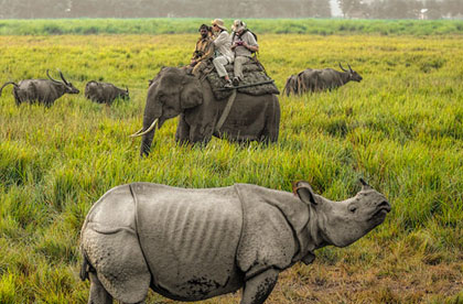 attractions-kaziranga