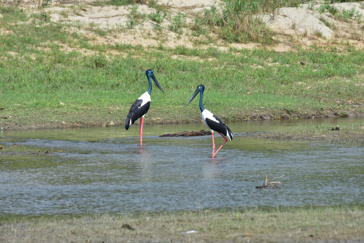 Green Reed Resort